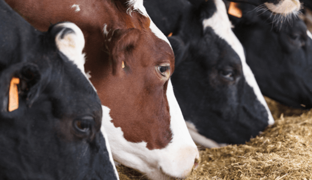 Comment Valorex contribue à diminuer les émissions de méthane dans les élevages ruminants ?